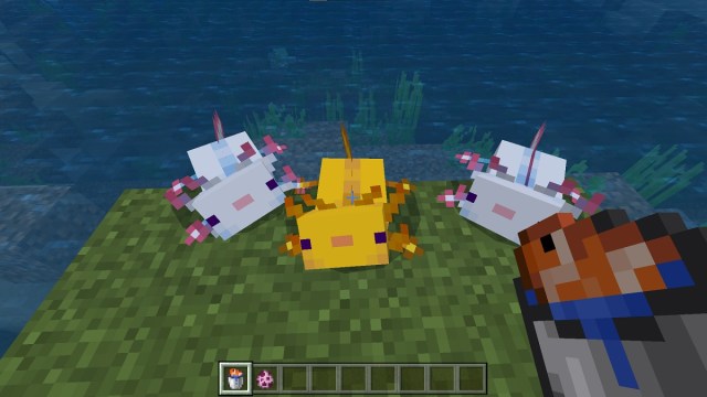 feeding axolotls in minecraft