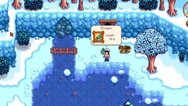 Stardew Valley how to catch a sturgeon fish